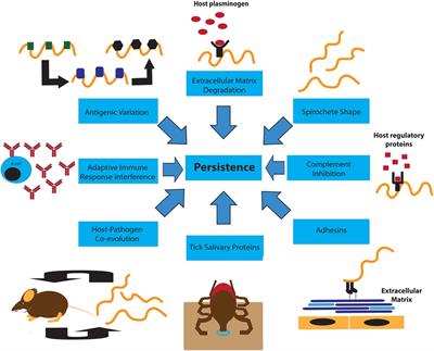 Borrelia burgdorferi Manipulates Innate and Adaptive Immunity to Establish Persistence in Rodent Reservoir Hosts